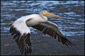 _0SB3246 american white pelican